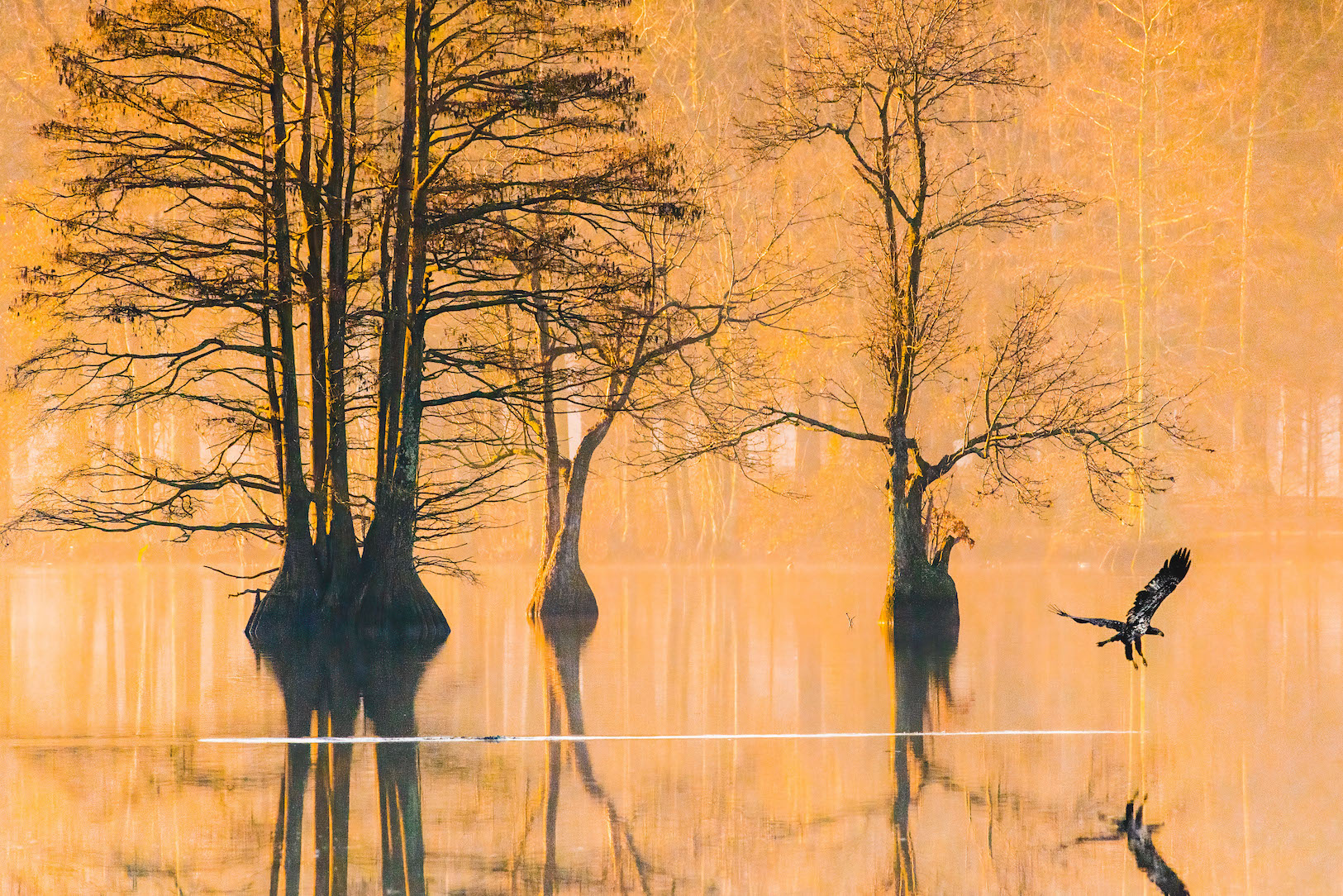 Top Photos Selected in our 2023 Virginia Waters Photography Contest